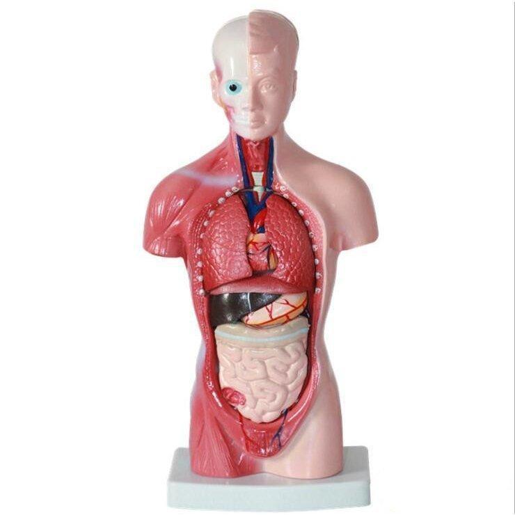 人体模型 人体内臓 解剖モデル 人体解剖図 ユニセックスモデル CM 教材 パーツ取り外し可能 標本 学校 病院 全パーツ